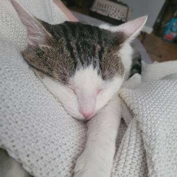 Mr. Smee -  Domestic Short Hair Cat for Adoption in Evanston, Illinois - Mr. Smee | PetCurious