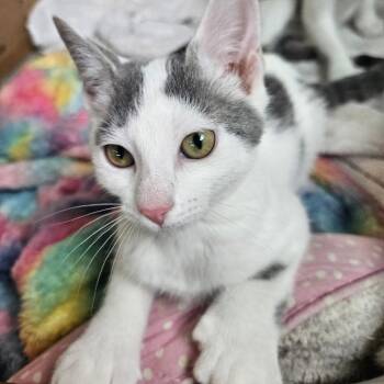Opal -  Domestic Short Hair Cat for Adoption in Traverse City, Michigan - Opal | PetCurious