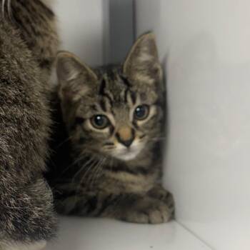 Finn -  Domestic Short Hair Cat for Adoption in Shelbyville, Illinois - Finn | PetCurious