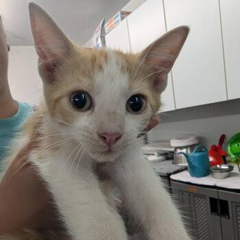 Doug Dimmadome -  Domestic Short Hair Cat for Adoption in Manhattan, Kansas - Doug Dimmadome | PetCurious