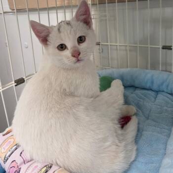 Ghostie -  Domestic Short Hair Cat for Adoption in Priest River, Idaho - Ghostie | PetCurious