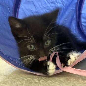 IVHS-Stray-138896 -  Domestic Short Hair Cat for Adoption in San Gabriel, California - IVHS-Stray-138896 | PetCurious