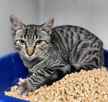 Samuel 1211-26 -  Domestic Short Hair Cat for Adoption in Cumming, Georgia - Samuel 1211-26 | PetCurious