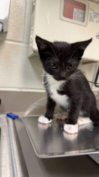 Rescue Domestic Short Hair Cats for Adoption in Gray, Louisiana - Starlight | PetCurious