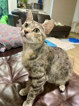 Norma -  Domestic Short Hair Cat for Adoption in Raleigh, North Carolina - Norma | PetCurious