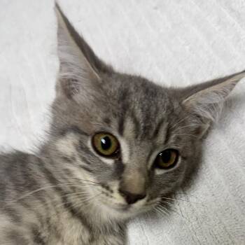 Seasmoke -  Domestic Short Hair Cat for Adoption in Lakewood, Colorado - Seasmoke | PetCurious