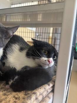 Sketch -  Domestic Medium Hair Cat for Adoption in Green River, Wyoming - Sketch | PetCurious