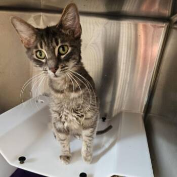 Eleanor/Lennie -  Domestic Short Hair Cat for Adoption in Eureka Springs, Arkansas - Eleanor/Lennie | PetCurious