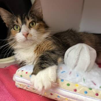 Domestic Short Hair Cats Available for Adoption - Queen Frostine | PetCurious