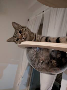 Boingo -  Domestic Short Hair Cat for Adoption in Pearland, Texas - Boingo | PetCurious