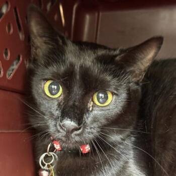 Tiny -  Domestic Short Hair Cat for Adoption in Lansing, Michigan - Tiny | PetCurious