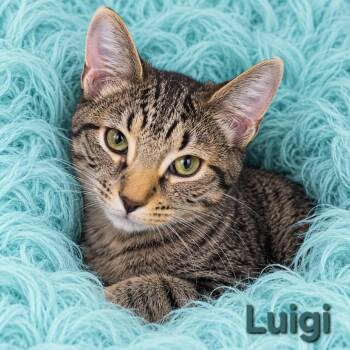 Luigi -  Domestic Short Hair Cat for Adoption in Quincy, Ohio - Luigi | PetCurious