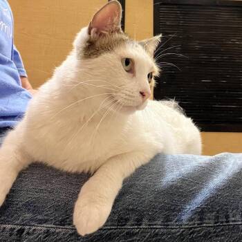 American Shorthair Cats Available for Adoption in Austin, Texas - Estelle - Certified Puuurfrect !!  | PetCurious