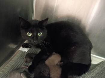 Butterfly -  Domestic Short Hair Cat for Adoption in La Porte, Indiana - Butterfly | PetCurious