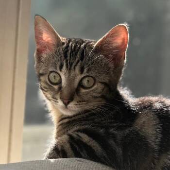 Tater Tot -  Domestic Short Hair Cat for Adoption in Cincinnati, Ohio - Tater Tot | PetCurious