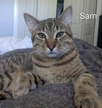 Domestic Short Hair and Tabby Cats Available for Adoption in Ruskin, Florida - Sam | PetCurious