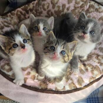 Rescue Domestic Short Hair Cats for Adoption in Reisterstown, Maryland - Periwinkle (paired With A Sibling) | PetCurious