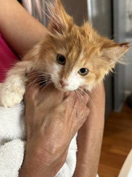 Rescue Domestic Long Hair Cats for Adoption in Greenville, South Carolina - Crush SW | PetCurious