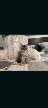 Milani -  American Shorthair Cat for Adoption in Hagaman, New York - Milani | PetCurious