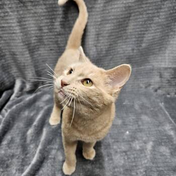 Rescue Domestic Medium Hair Cats for Adoption in Antioch, Illinois - Candy Corn | PetCurious