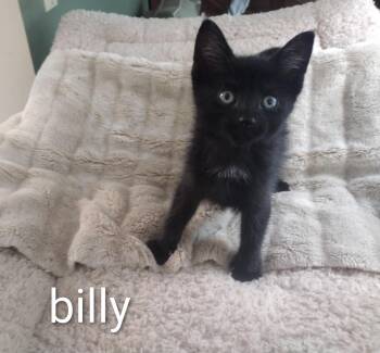 Baby Billy -  Bombay and Domestic Short Hair Cat for Adoption in Wyandotte, Michigan - Baby Billy | PetCurious