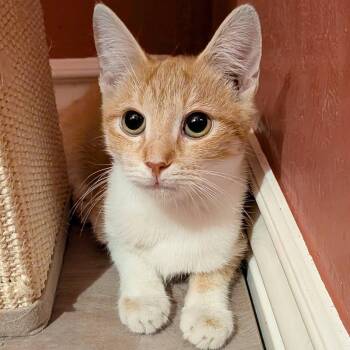 Pilar -  Domestic Short Hair Cat for Adoption in San Tan Valley, Arizona - Pilar | PetCurious