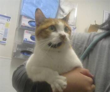 Domestic Short Hair Cats Available for Adoption in Albuquerque, New Mexico - PENNY | PetCurious