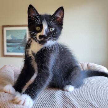 Zeke -  Domestic Short Hair Cat for Adoption in Washougal, Washington - Zeke | PetCurious