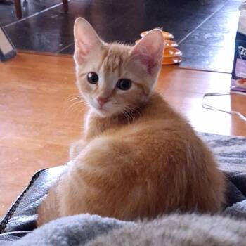 Lima Bean -  Extra Toes Cat Hemingway Polydactyl and Domestic Short Hair Cat for Adoption in Brownsboro, Alabama - Lima Bean | PetCurious