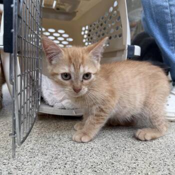 Charlotte -  Domestic Short Hair Cat for Adoption in Gloucester, Virginia - Charlotte | PetCurious