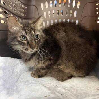 Corn on the Cob -  Tabby and Domestic Medium Hair Cat for Adoption in Columbia, South Carolina - Corn On The Cob | PetCurious