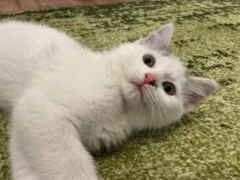 Domestic Short Hair Cats Available for Adoption in Cincinnati, Ohio - Trumpet | PetCurious