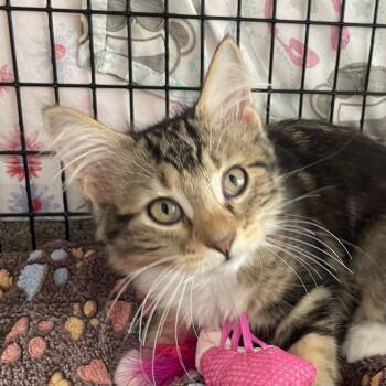 Easy Bake Oven -  Domestic Medium Hair Cat for Adoption in Chicago, Illinois - Easy Bake Oven | PetCurious