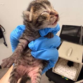 Hermine Granger -  Domestic Short Hair Cat for Adoption in Philadelphia, Pennsylvania - Hermine Granger | PetCurious