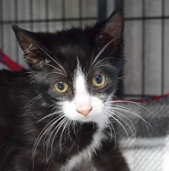 Shaggy -  Domestic Short Hair Cat for Adoption in Bulverde, Texas - Shaggy | PetCurious