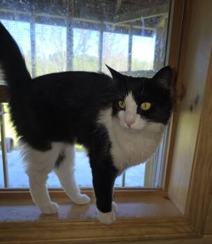 Rescue Domestic Medium Hair Cats for Adoption in Johnson City, New York - Mirabeau | PetCurious