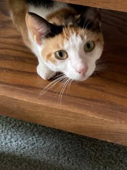 Lucy -  Calico Cat for Adoption in Gaithersburg, Maryland - Lucy | PetCurious