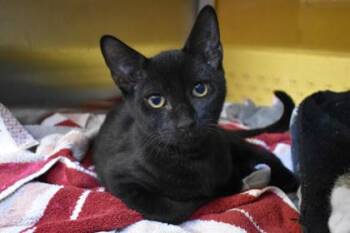 Merv -  Domestic Short Hair Cat for Adoption in Kansas City, Missouri - Merv | PetCurious