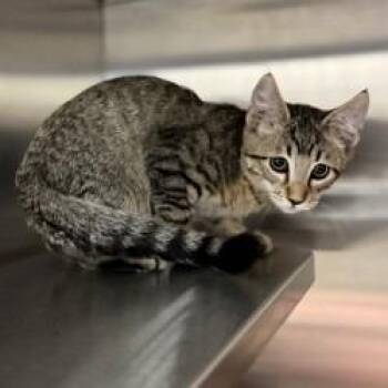 Kitten (1) 07/07/2026 -  Domestic Short Hair Cat for Adoption in Bullhead City, Arizona - Kitten (1) 07/07/2026 | PetCurious