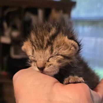 Tiggers -  Domestic Short Hair Cat for Adoption in Fort Smith, Arkansas - Tiggers | PetCurious