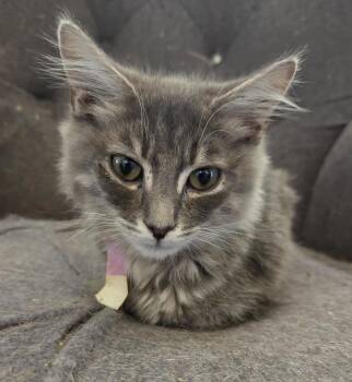 Ray -  Domestic Medium Hair Cat for Adoption in Riverside, California - Ray | PetCurious