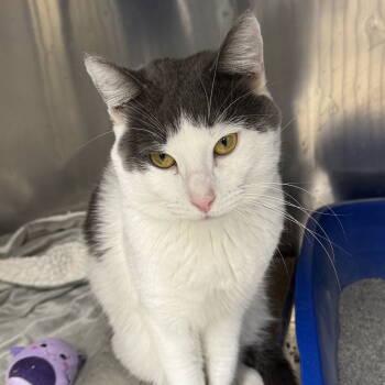 Rescue Domestic Short Hair Cats for Adoption in Winchendon, Massachusetts - Thomas | PetCurious