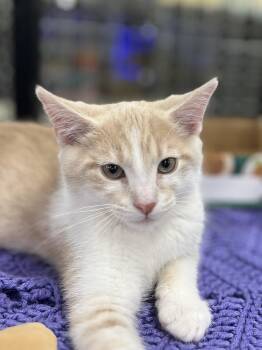 Sleepy -  Domestic Short Hair Cat Available for Adoption in Lawrenceville, Georgia - Sleepy | PetCurious