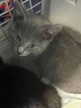 A1265418 -  Domestic Short Hair Cat Available for Adoption in Charlotte, North Carolina - A1265418 | PetCurious