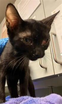 OPHELIA -  Domestic Short Hair Cat for Adoption in Jacksonville, Florida - OPHELIA | PetCurious