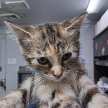 Caliope -  Domestic Medium Hair Cat for Adoption in Summerville, South Carolina - Caliope | PetCurious
