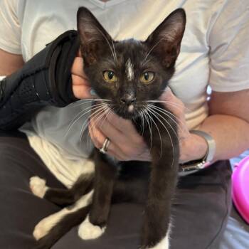 Salem -  Domestic Short Hair Cat for Adoption in Fairfax Station, Virginia - Salem | PetCurious
