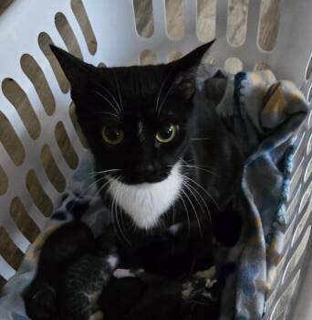 Domestic Short Hair Cats Available for Adoption - Summer | PetCurious