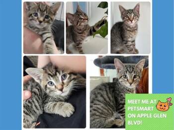 TAMPA -  Domestic Short Hair Cat for Adoption in Fort Wayne, Indiana - TAMPA | PetCurious