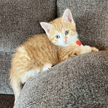 Rescue Domestic Short Hair Cats for Adoption in Mineral Point, Wisconsin - Peaches | PetCurious